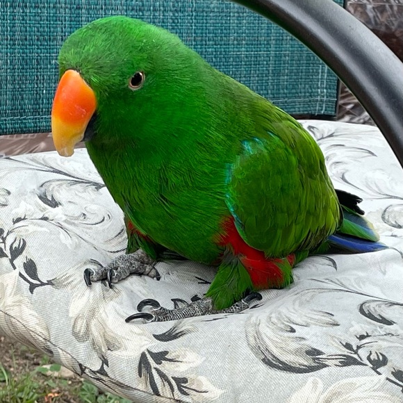 Meet your Posher, Jules - Picture 6 of 6